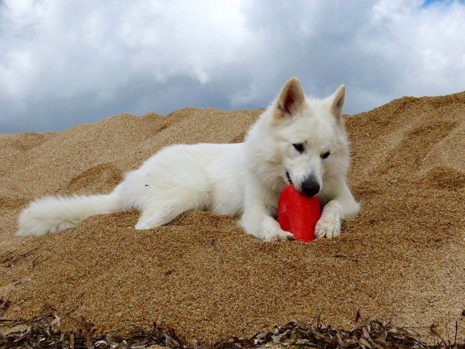 Beach day zoomies