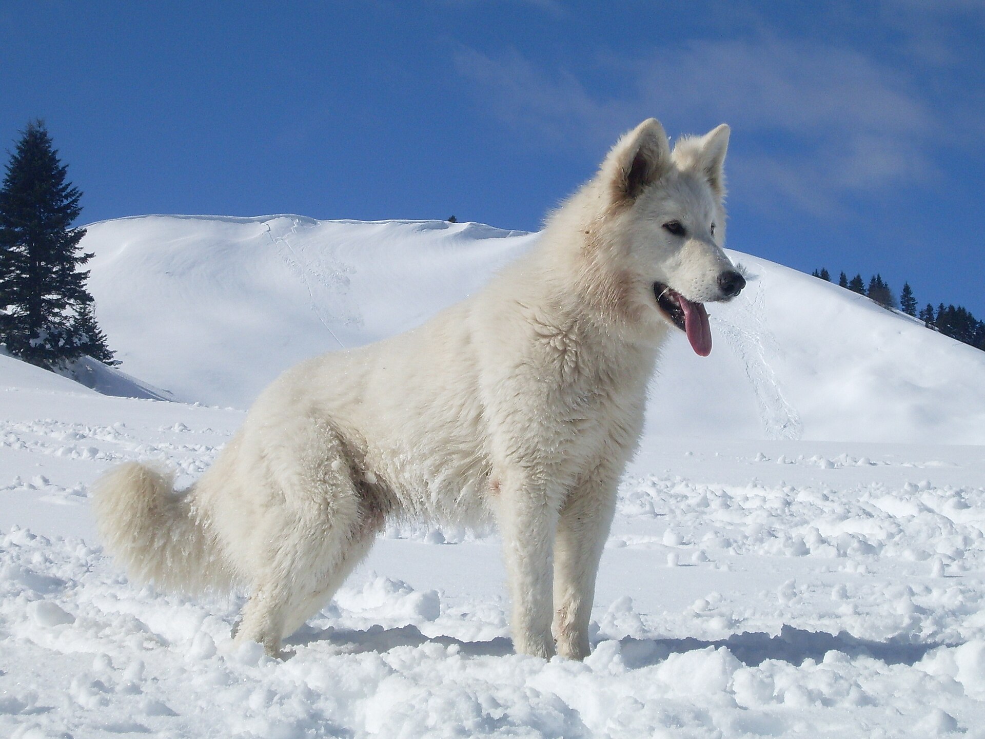 A white Swiss shepherd dog standing in the snow against a blue sky