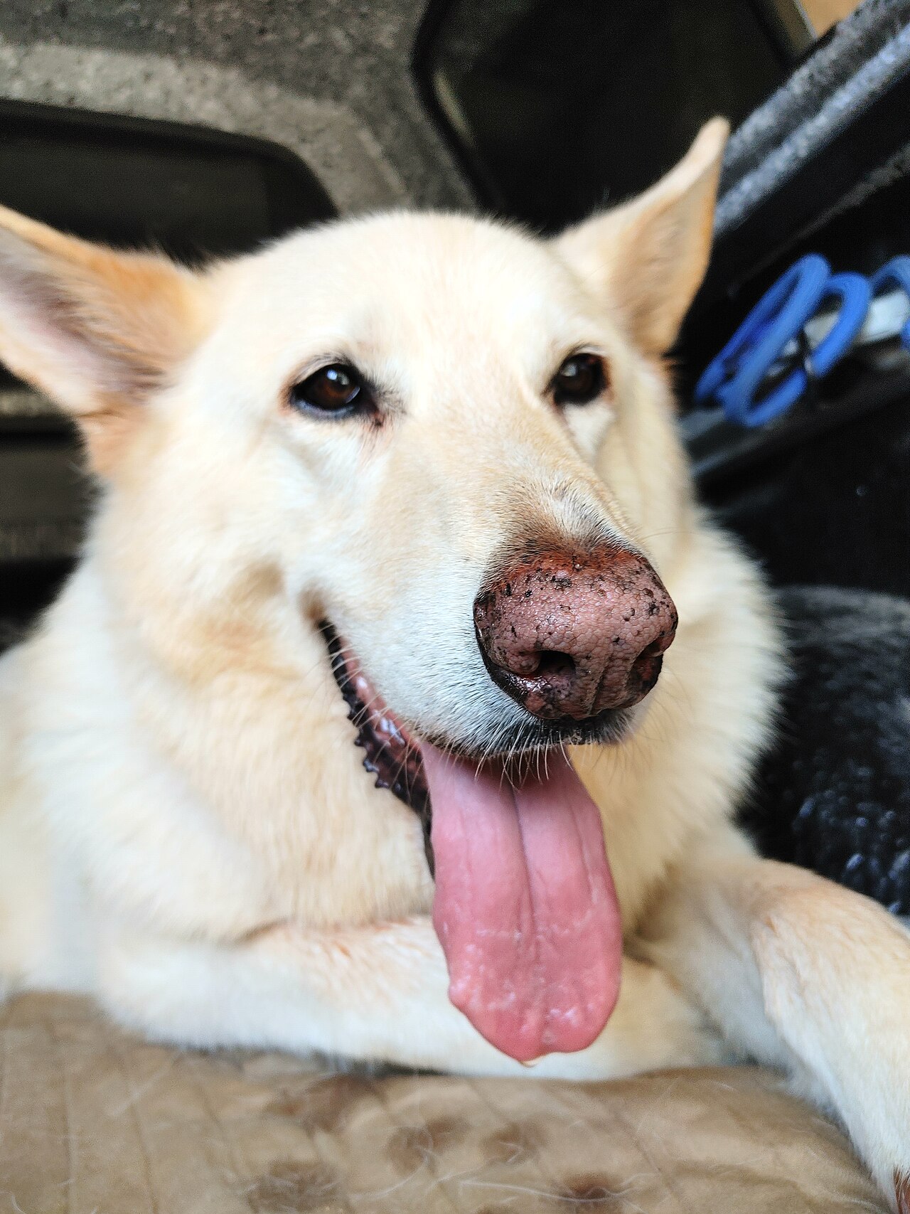 Happiest boy
